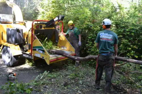 tree services Bloomfield